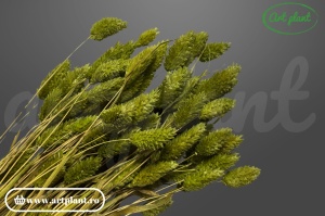 Talaris olive