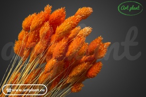 Talaris orange (G)