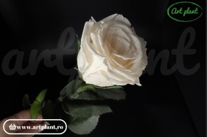 Trandafir criogenat Ivoire Cha89cu tijă, 30 cm