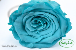 Trandafir Criogenat L Turquoise Blu02 - Img 1