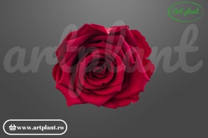Trandafir Criogenat L Visiniu Pin02