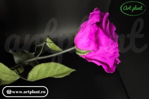 Trandafir criogenat Mov Pur02 cu tijă, 30 cm - Img 3