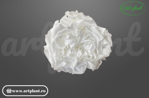 Cap de trandafir criogenat alb 100% natural, Romantic Shape, Ø 6–6.5 cm, decor interior elegant, aranjament floral