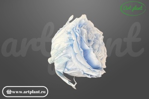 Cap de trandafir criogenat baby blue 100% natural, Romantic Shape, Ø 6–6.5 cm, decor interior elegant, aranjament floral