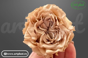 Trandafir criogenat Romantic nude