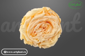 Trandafir criogenat Romantic peach