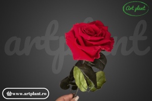 Trandafir criogenat Rosu Red01 cu tijă, 30 cm - Img 2