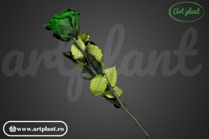 Trandafir criogenat Verde Inchis Gre02 cu tijă, 30 cm - Img 3