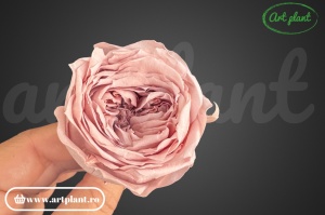 Trandafir englezesc criogenat misty rose - Img 1