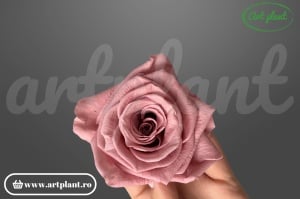Trandafiri Criogenati 6cm Dusty Pink din Ecuador, 5.5-6.3 cm , inaltime 5-6.1, 6 buc