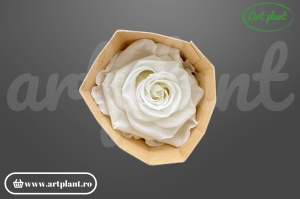 Trandafir criogenat 6cm Ivory - Art Plant