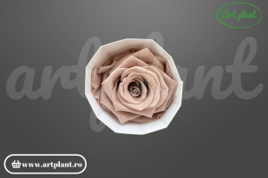 Trandafir criogenat 6cm Latte - Art Plant