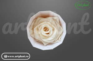 Trandafir criogenat 6cm Pink Champagne - Art Plant