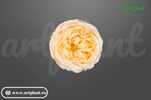 trandafiri criogenați champagne de gradina Amelia – aranjament floral durabil