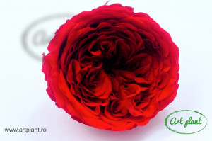 Trandafiri Criogenati de Gradina Amelia Rosu Red02 - Img 1