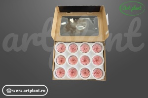 Mini trandafir de grădină criogenat Amelia Rose Amor Roz Pal Pin04