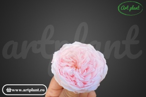 Trandafiri Criogenati de Gradina Amelia Roz Pal Pin89 - Img 2