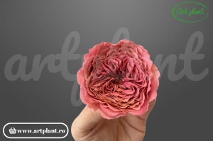 Trandafiri Criogenati de Gradina Amelia Roz Prafuit Vio02