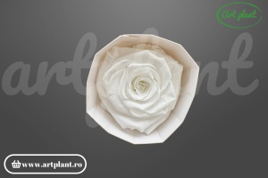 Trandafir criogenat Mediu Alb - Art Plant
