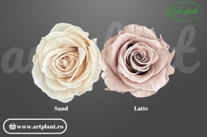 Trandafir criogenat Mediu Latte - Art Plant