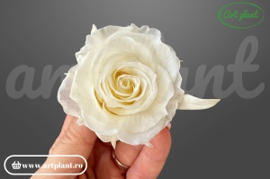 Trandafiri Criogenati Mediu Light Beige