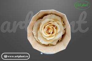 Trandafir criogenat Mediu Peach - Art Plant