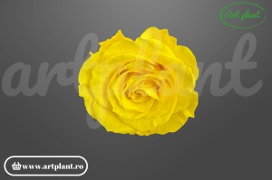 Trandafiri Criogenati Mediu Sunny Yellow.