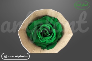 Trandafir criogenat Mediu Verde - Art Plant