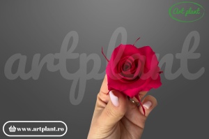 Trandafiri Criogenati Mini Chery Blush