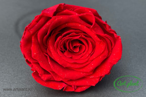 Trandafiri Criogenati XL Rosu cu sclipici Red02