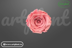 Trandafiri Criogenati XL Roz Pin06