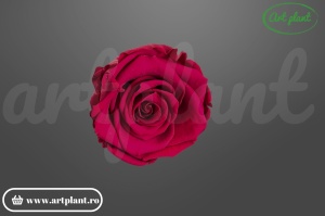Trandafiri Criogenati XL Visiniu Pin02
