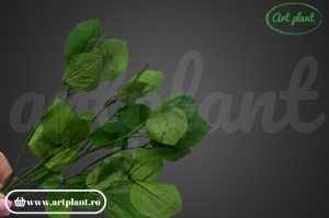 Tulpini stabilizate pentru trandafiri – Set de 5 - Img 3