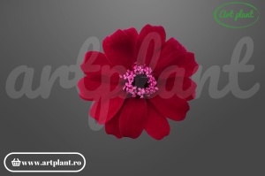 Zinnia burgundy