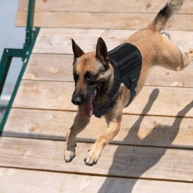 Ham tactic K9 pentru caini - Negru