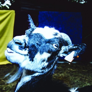 BARELY AUTUMN - DAY TRIP TO THE PETTING ZOO