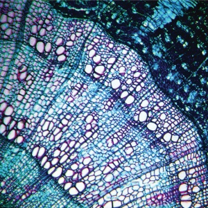 Bluetech - PETITE CONSTELLATIONS (1 x CD)