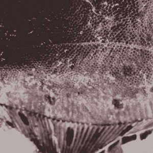 Mark Ijzerman - FLOUNDER MAPS (1 x LP)