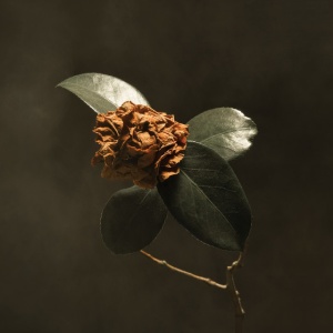 ST. PAUL & THE BRO... - YOUNG SICK CAMELLIA