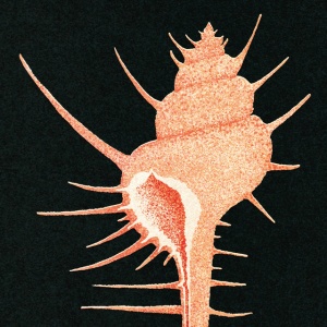 Veg - ADRIFT IN TIME (1 x LP)