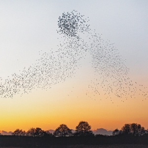 Erland Cooper - DAWN CHORUS (1 x CD)