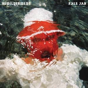PALE JAY - BEWILDERMENT