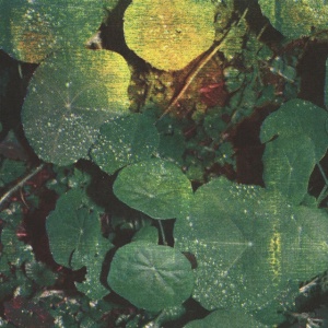 Whoman - ABOUT HONEY (1 x LP)