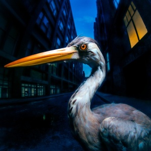Antony Szmierek - DECODING BIRDSONG (1 x LP)