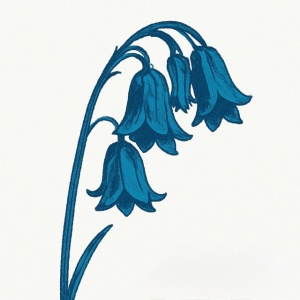 Bluebells - THIS IS THE BLUEBELLS (1 x CD)