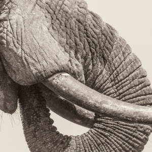 WHITE ELEPHANT - WORLD ELEPHANT DAY