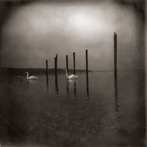 OM - CONFERENCE OF THE BIRDS