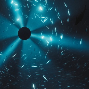 Laurel Halo - MIDNIGHT ZONE (1 x LP)