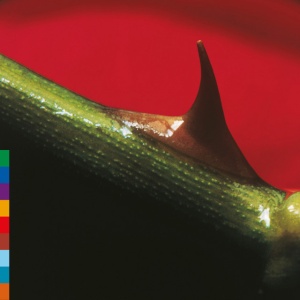 Nusrat Fateh Ali Khan,Michael Brook - NIGHT SONG (1 x LP)