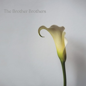 BROTHER BROTHERS - CALLA LILY